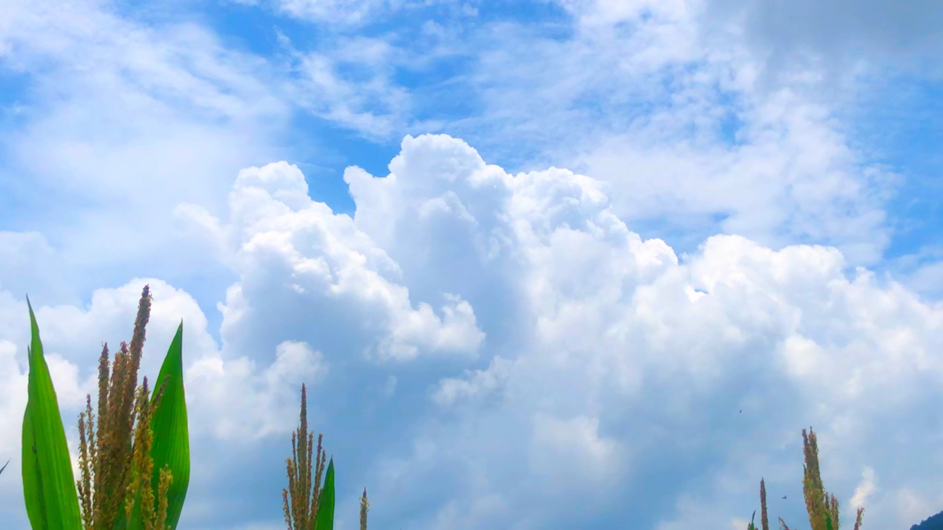 又到了拍云的季节了 夏日治愈系天空云朵7815风景拍摄 