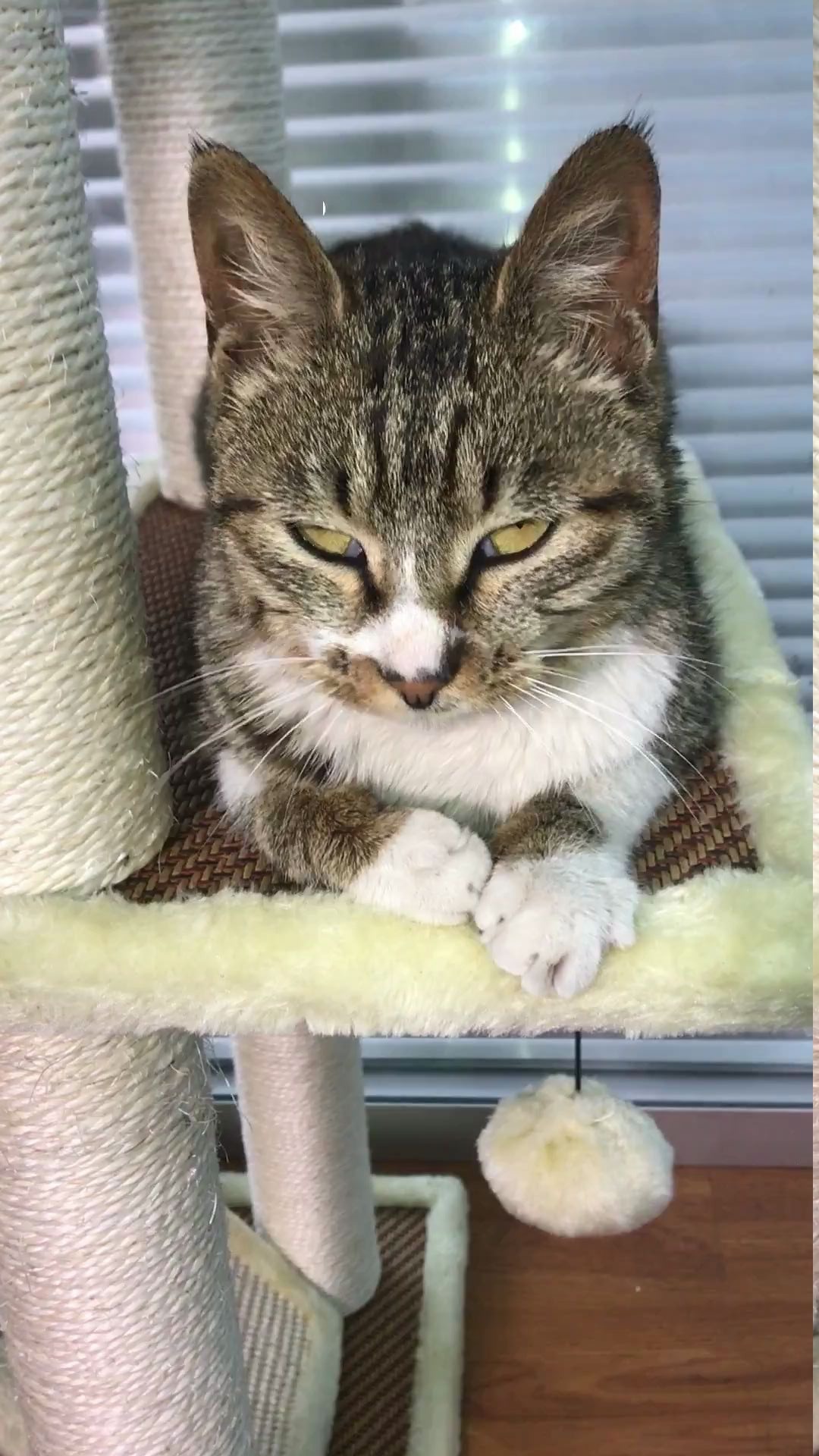 有一只会翻白眼的猫是什么感觉