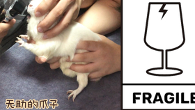 荷兰猪篇第30集 如何照顾断牙的荷兰猪 哔哩哔哩 つロ干杯 Bilibili 荷兰猪篇第30集 如何照顾断牙的荷兰猪 哔哩哔哩 つロ干杯 Bilibili
