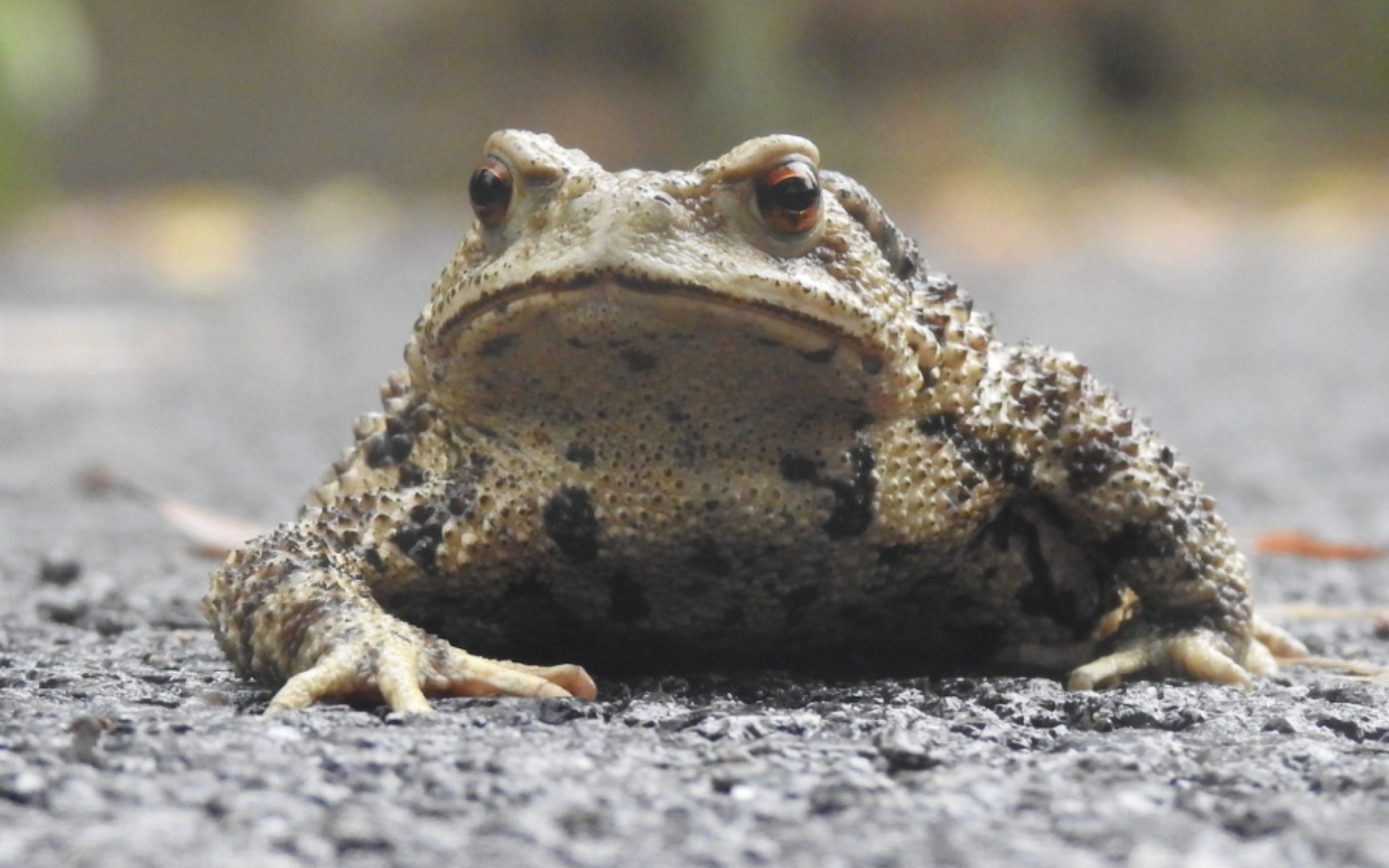 【中华大蟾蜍】大雨之后在路上跑