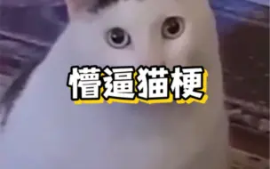 Download Video: Huh猫和吐舌羊梗#Huh猫 #懵逼猫 #梗#搞笑#海外生活