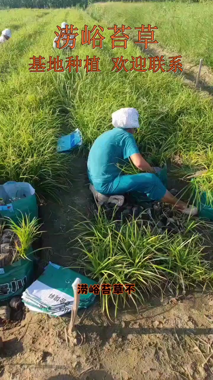 涝峪苔草 丛生种植 喜湿润气候 适应性较好 #涝峪苔草 #福建涝峪苔草 #福建涝峪苔草价格哔哩哔哩bilibili