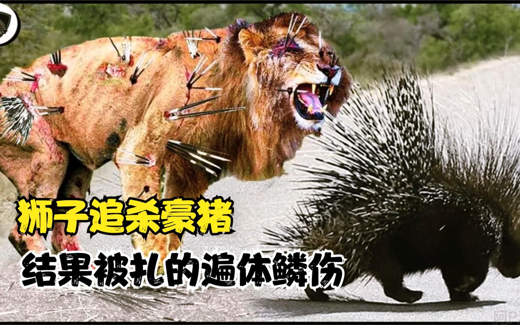 狮子挑衅豪猪,被扎的遍体鳞伤,忍住剧痛把豪猪拿下