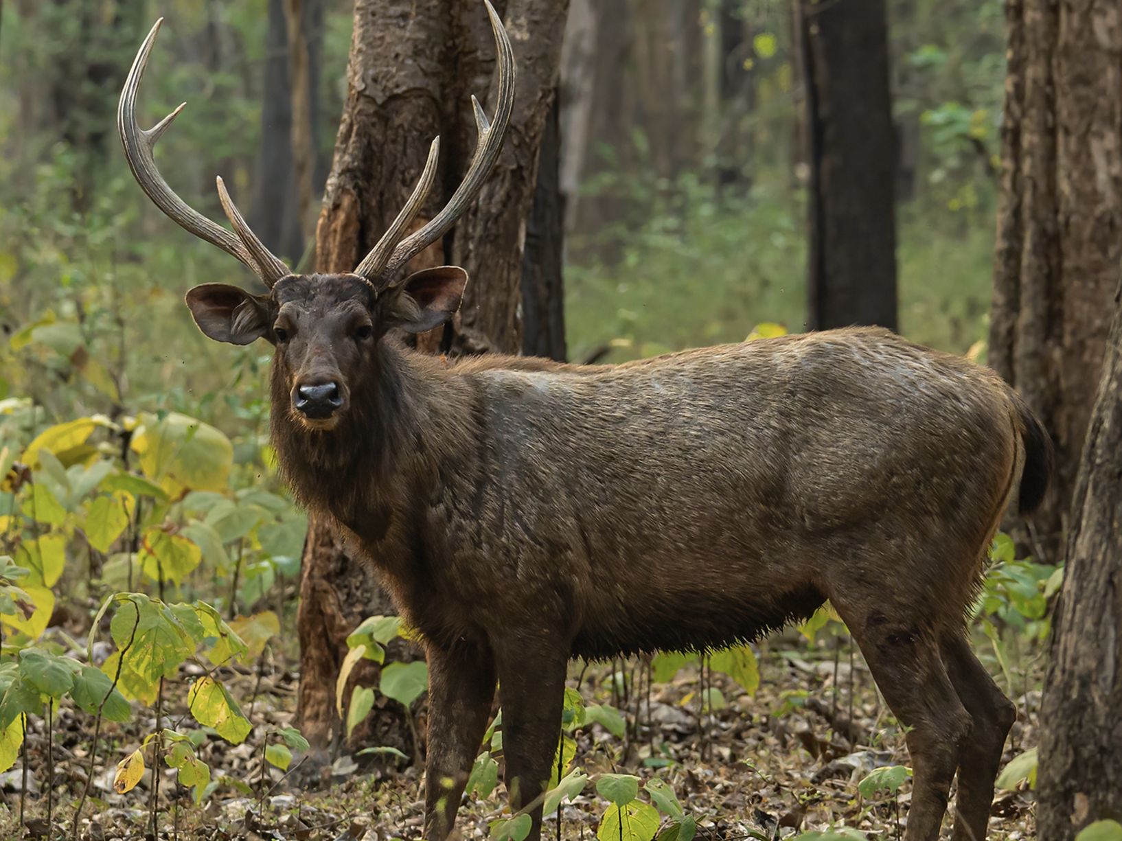 最冷门的大型鹿