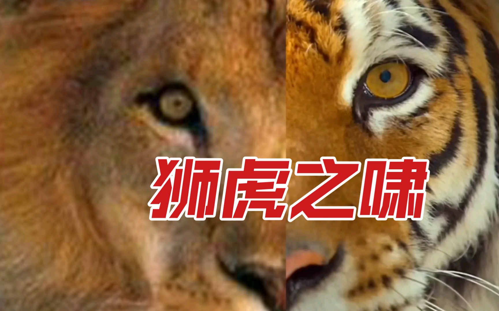 虎年特辑猫科动物乳虎啸谷百兽震惶