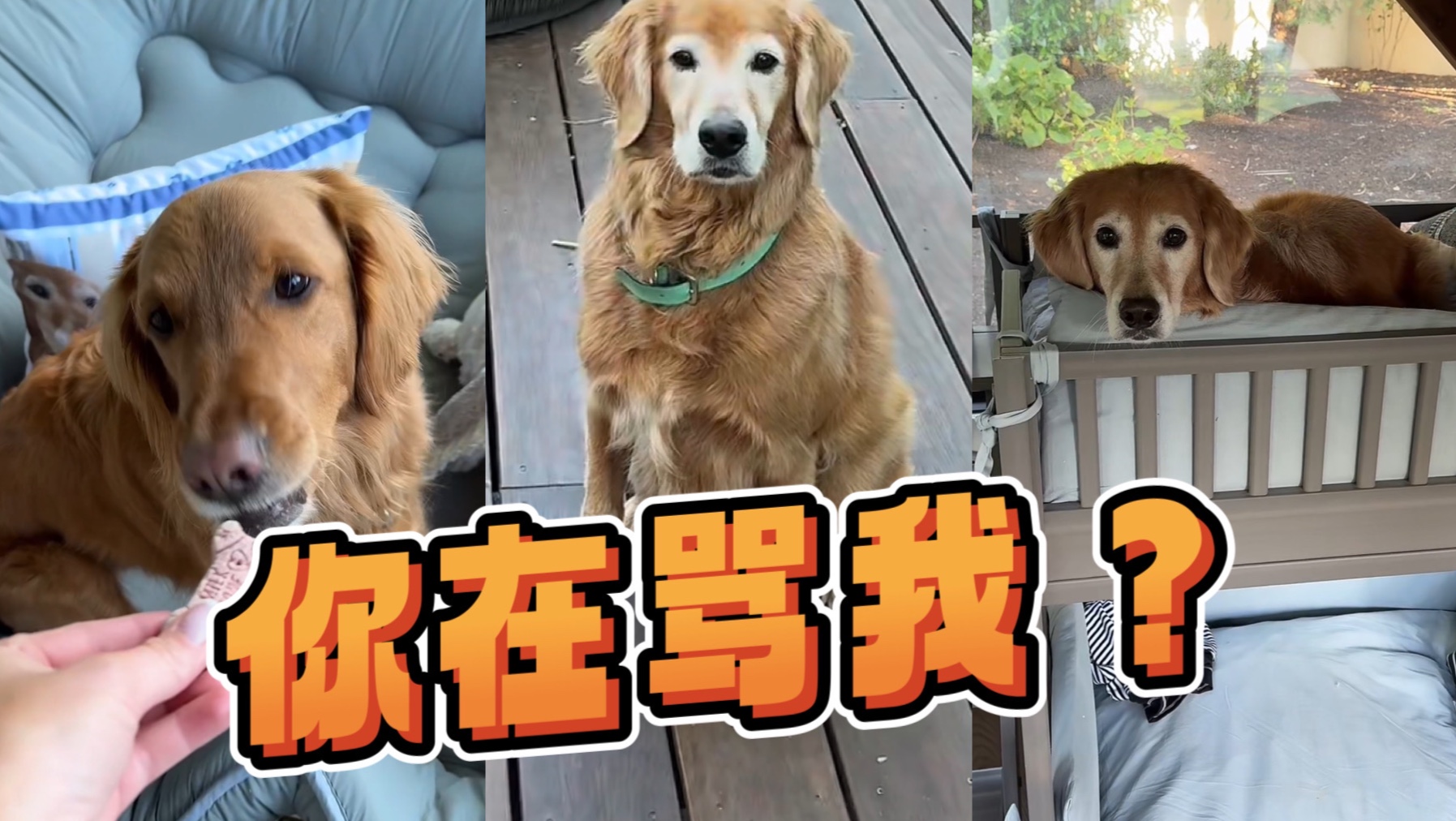我怀疑你在骂我9898010101