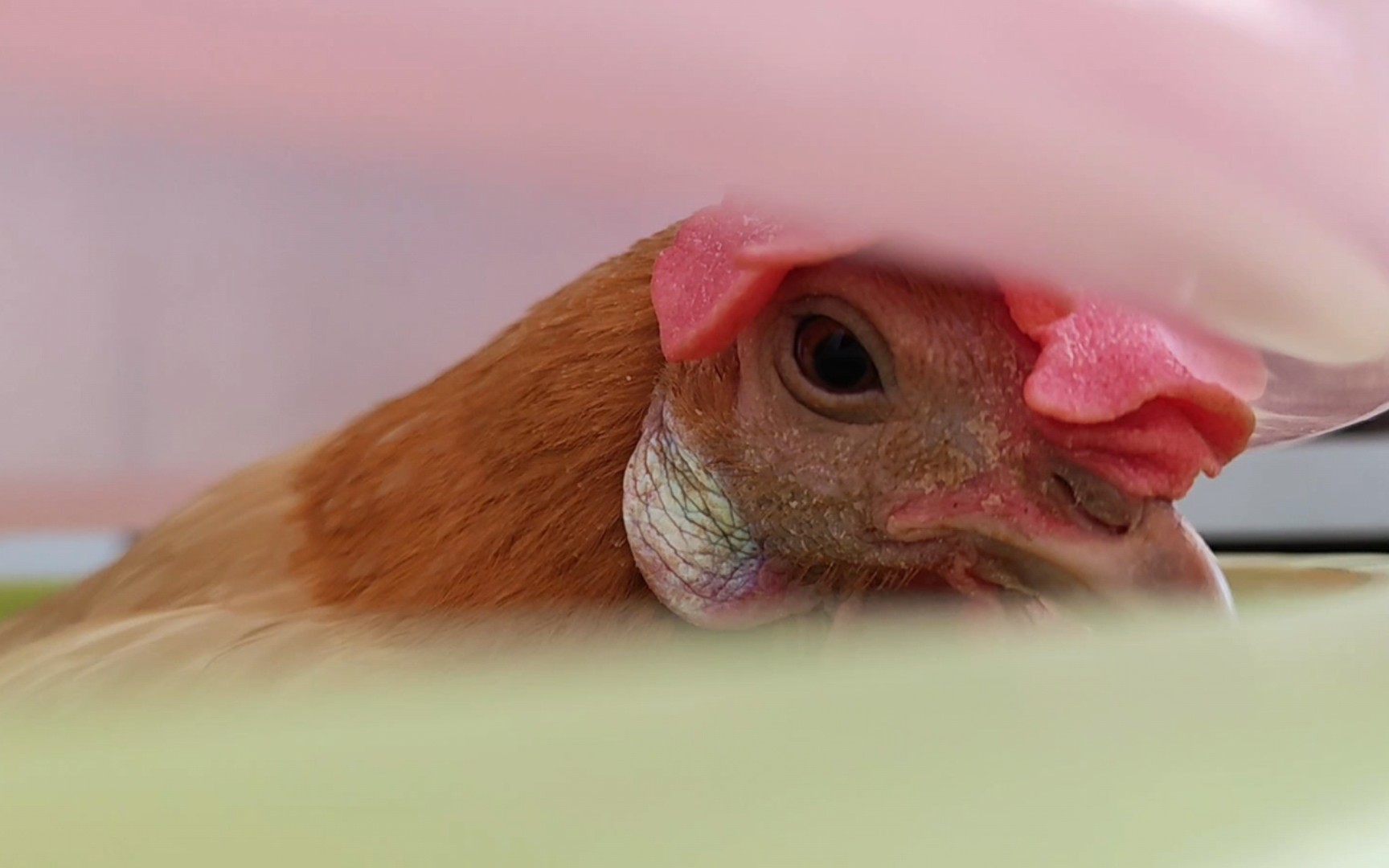 努力下蛋的小母鸡