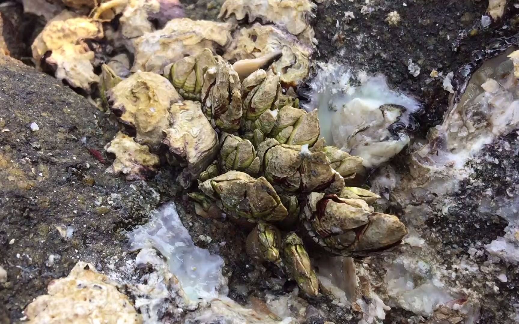 闲牛赶海运气不错,又发现一大窝极品佛手螺,这次慢慢拔的好过瘾