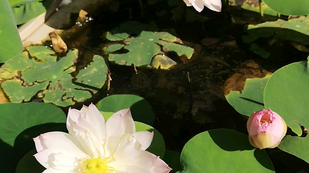 稚雀喙群开 碗莲