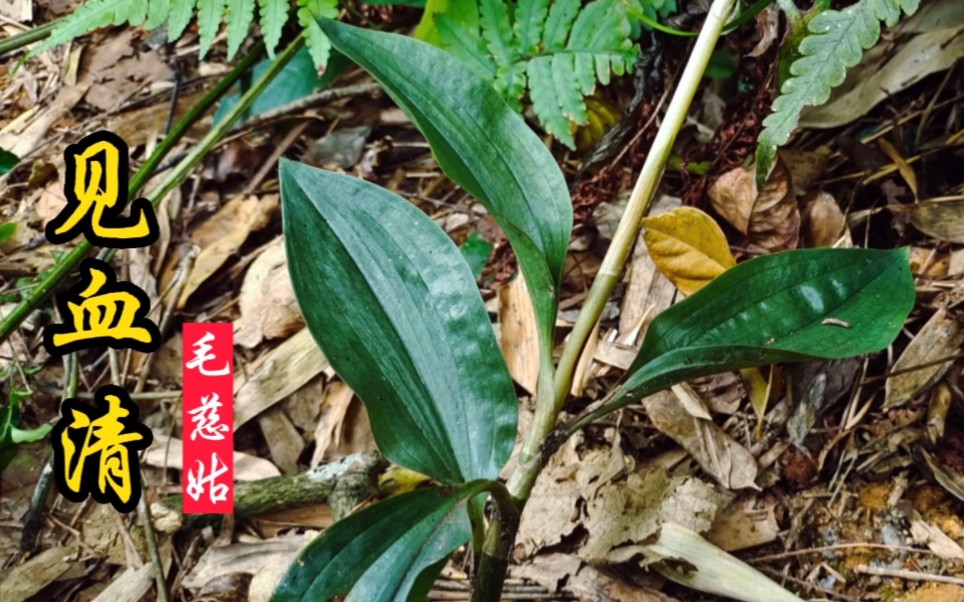 [图]民间传言“见血血怕，一见就清”的见血清，被称为植物界的“止血剂”！