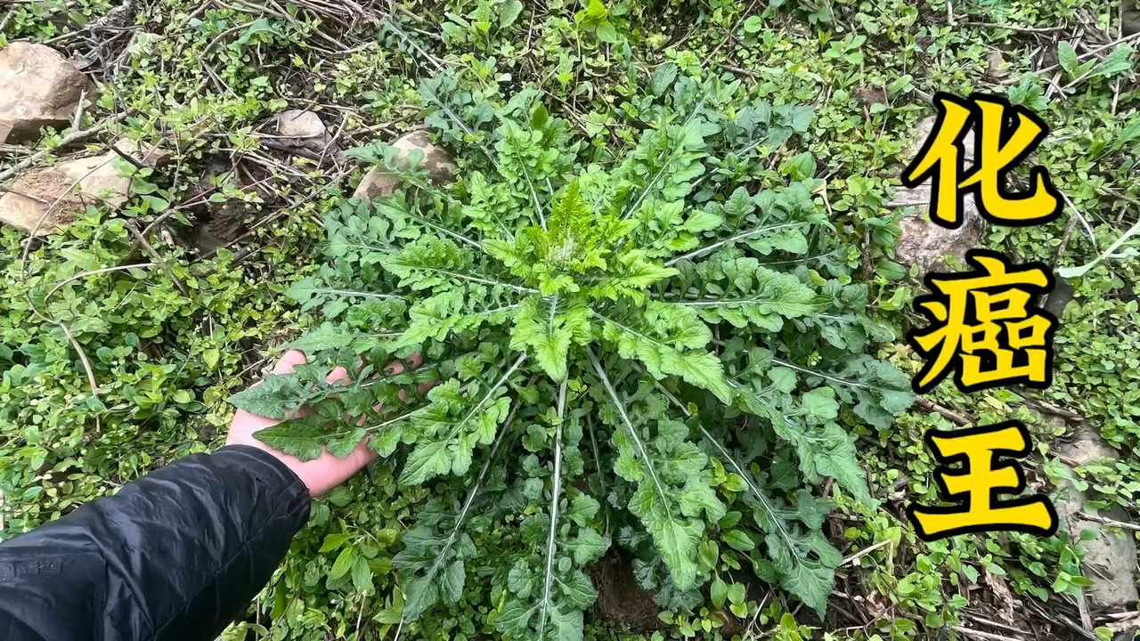 水库边不起眼的化癌王