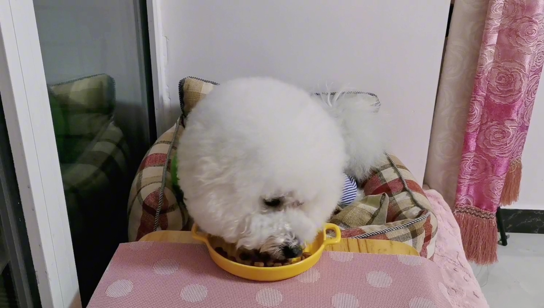 比熊芒果多次被主人拒之门外,仍不离不弃守在门口,泪目