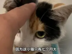 Download Video: 知道小猫只有七个月就怀孕意味着什么吗？