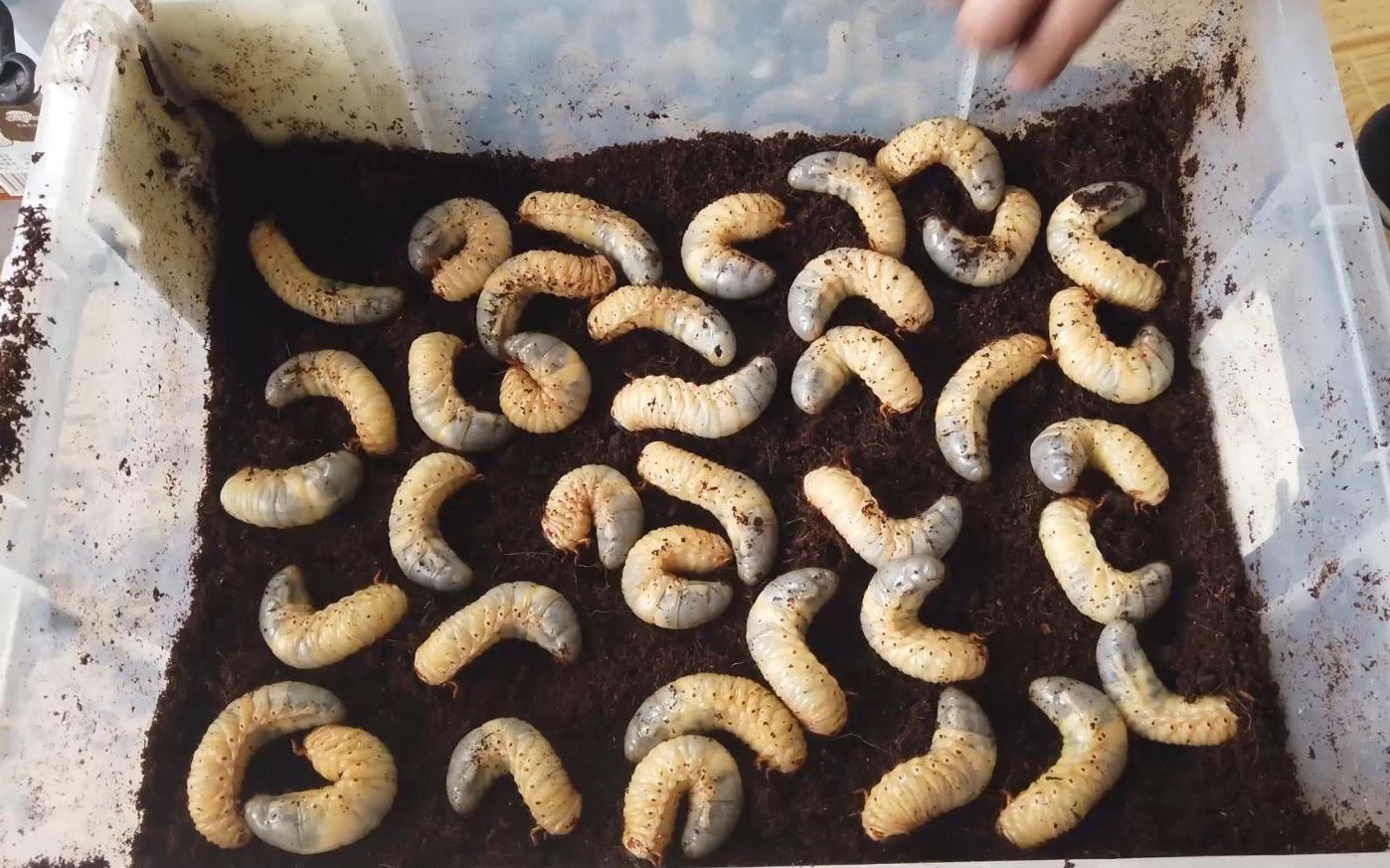 鸡屎粪的功效与作用(鸡屎粪的功效与作用,助力农业生产)