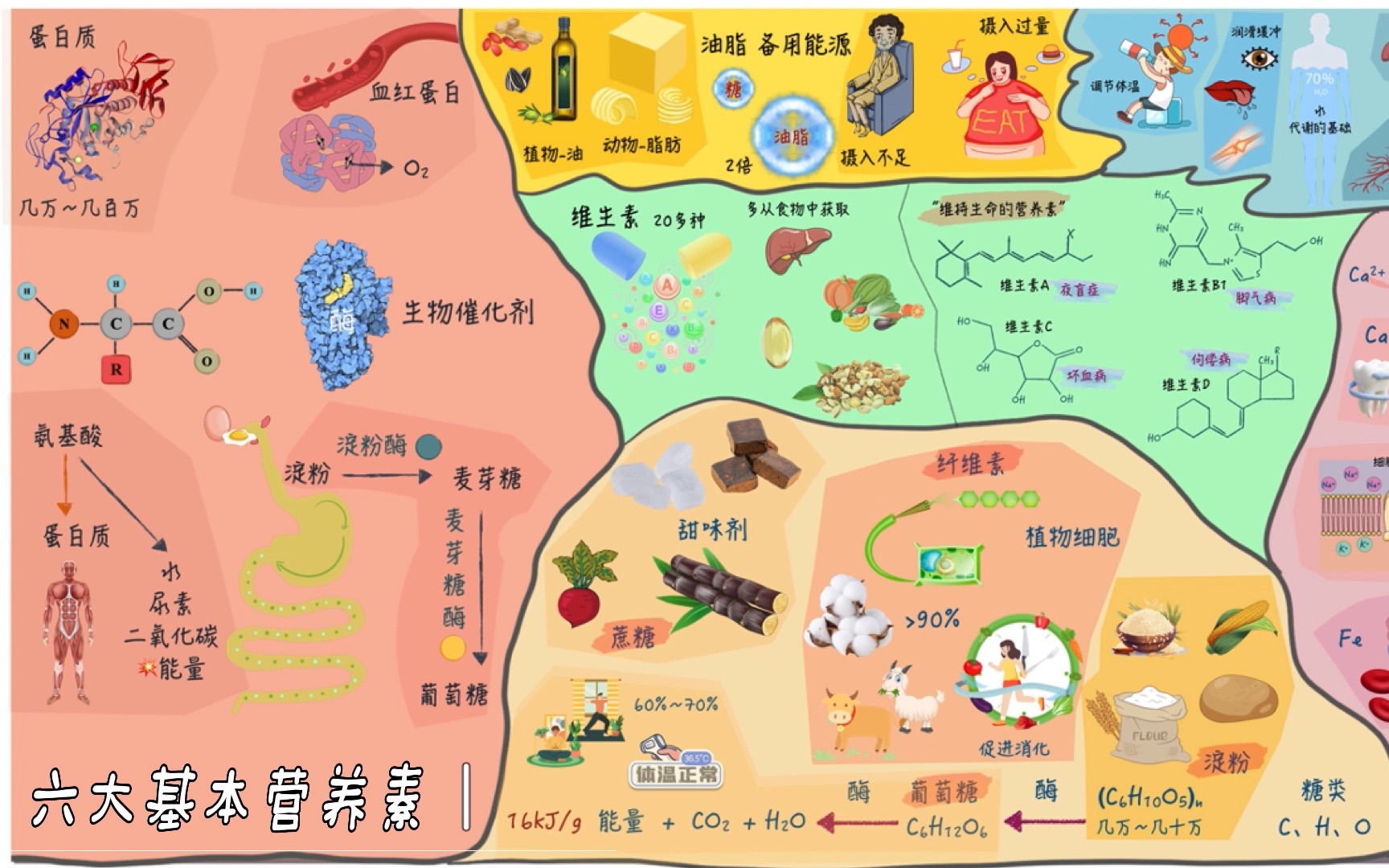 【六大基本营养素】哔哩哔哩bilibili