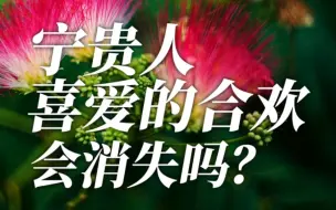 Tải video: 宁贵人喜爱的合欢会消失吗？