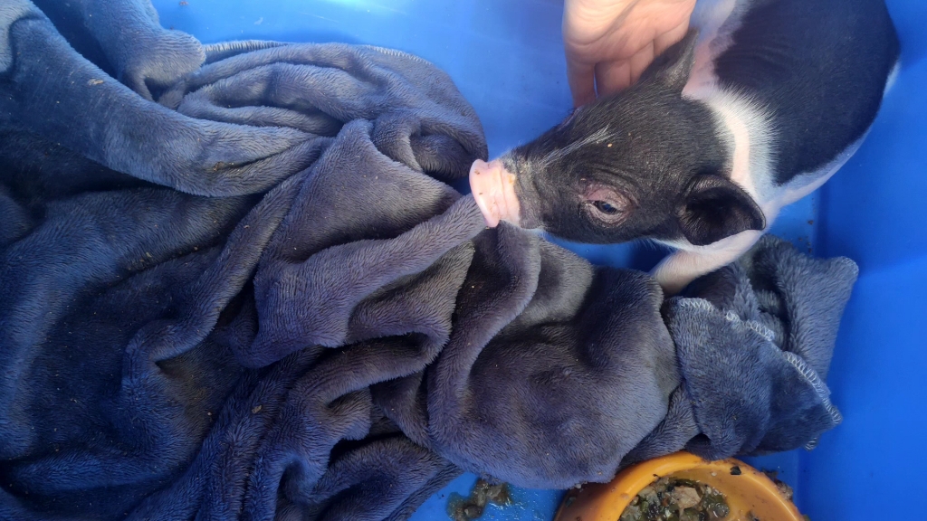 摸摸肚子就躺下的小猪