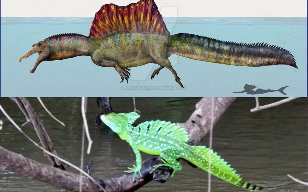 活动作品棘龙的背帆影响水下活动吗橙冠蜥名副其实