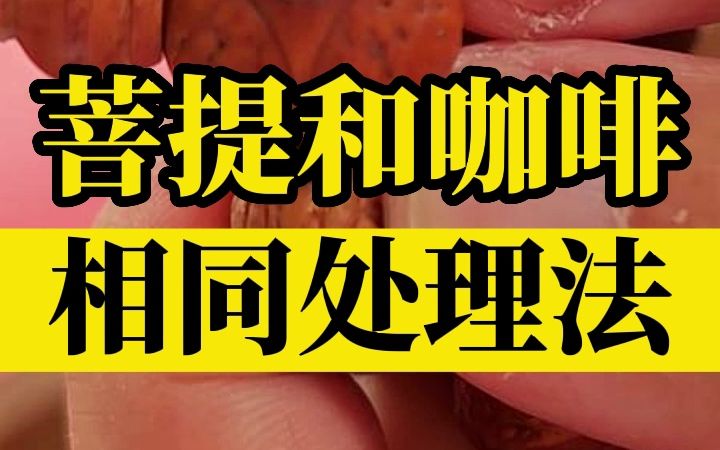 佛门宝物菩提子,和咖啡豆是什么关系?哔哩哔哩bilibili