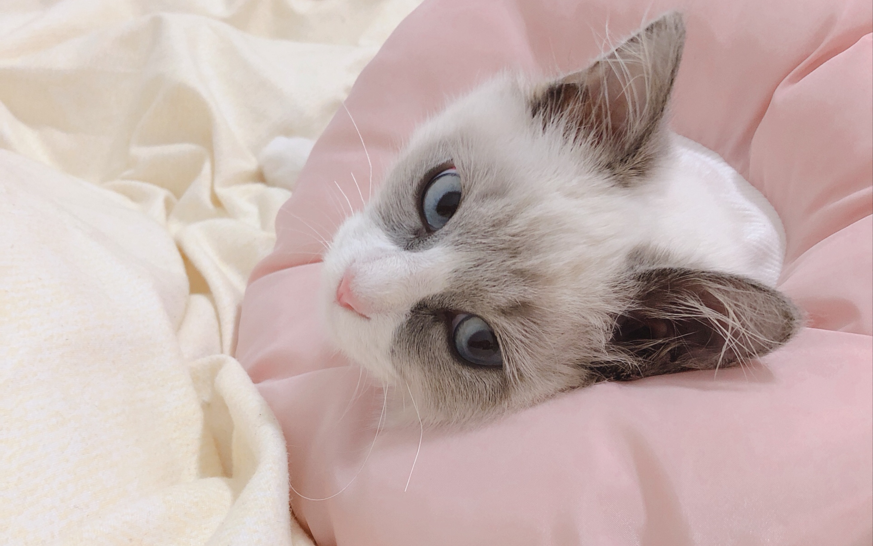 hana的日常舔舔舔带你近距离观看猫猫梳毛现场