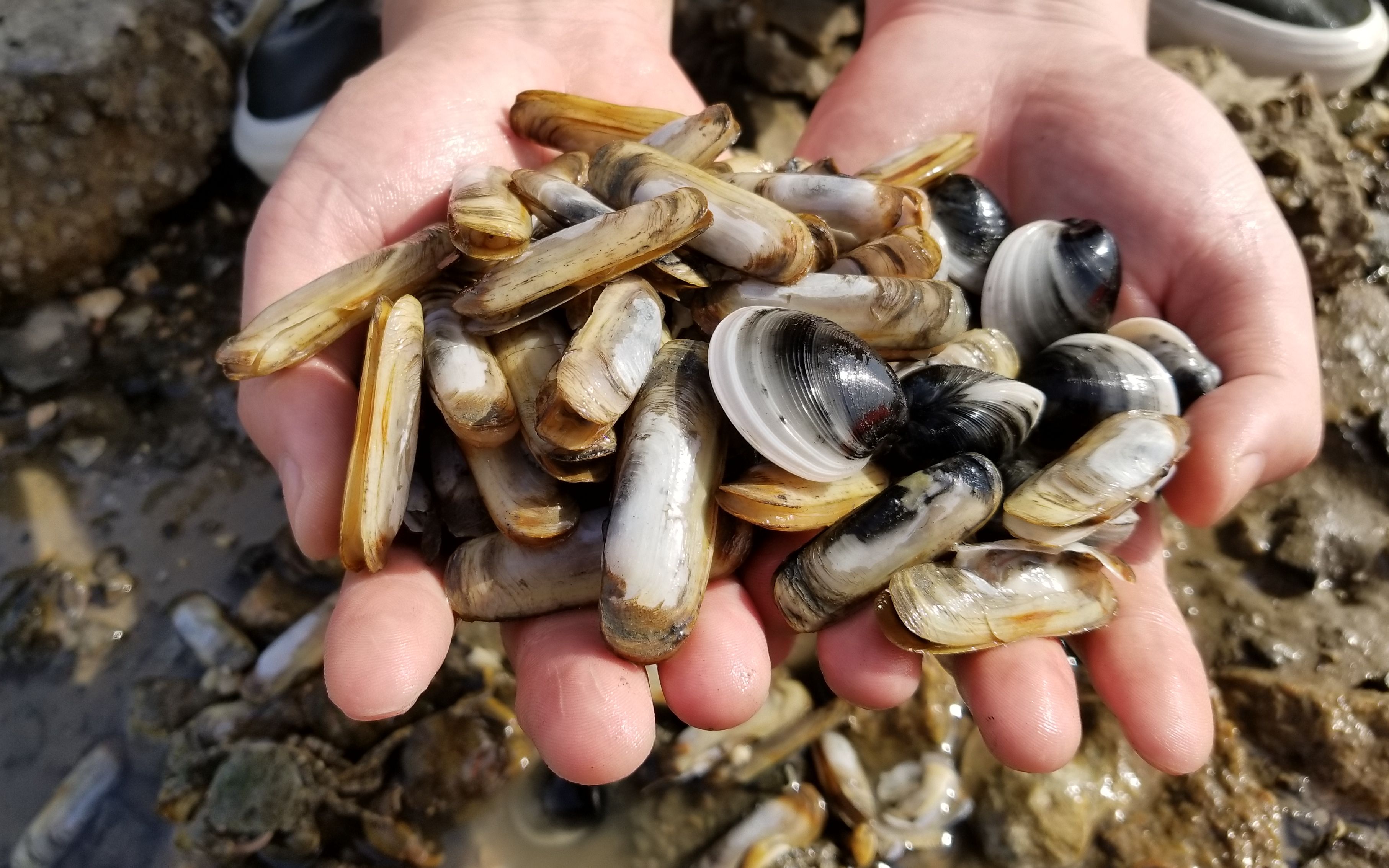 吆二八赶海,见洞插针技术定位蛏子,首次尝试收获海鲜足足小半桶