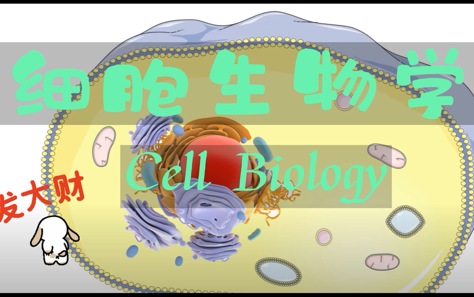 【内质网  从结构到功能】Endoplasmic reticulum  from structure to function哔哩哔哩bilibili