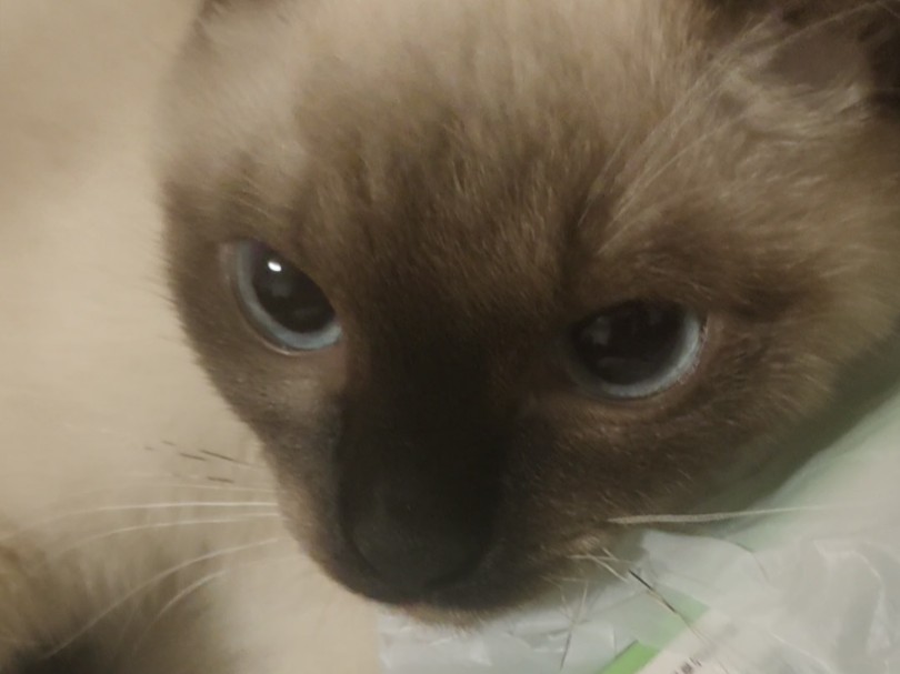 咬人猫疯狂疼爱老大