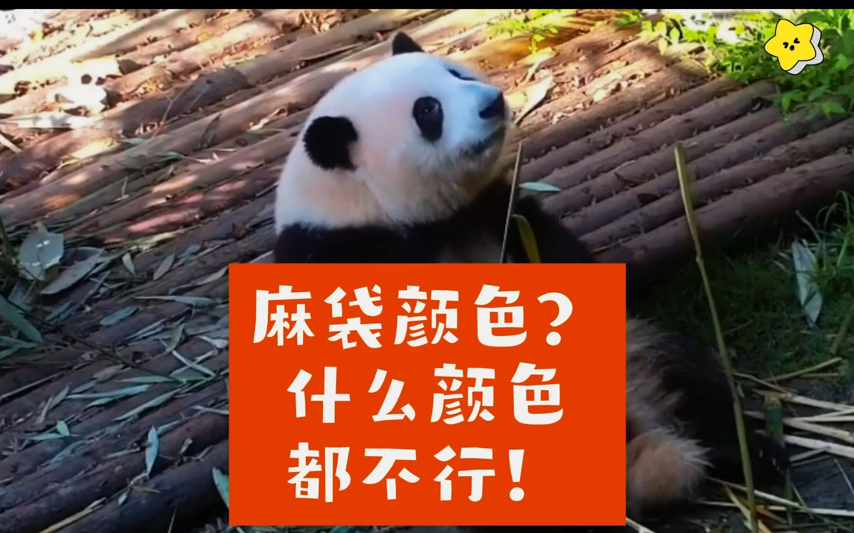 有人问花花喜欢什么颜色的麻袋,肯定是漏看了上个视频,花花已经决定不