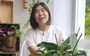 不要把开过花的蝴蝶兰扔掉啦！现在教你蝴蝶兰复花小技巧~（下）