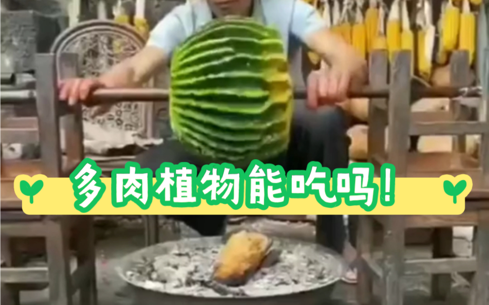 多肉植物能吃吗?哔哩哔哩bilibili