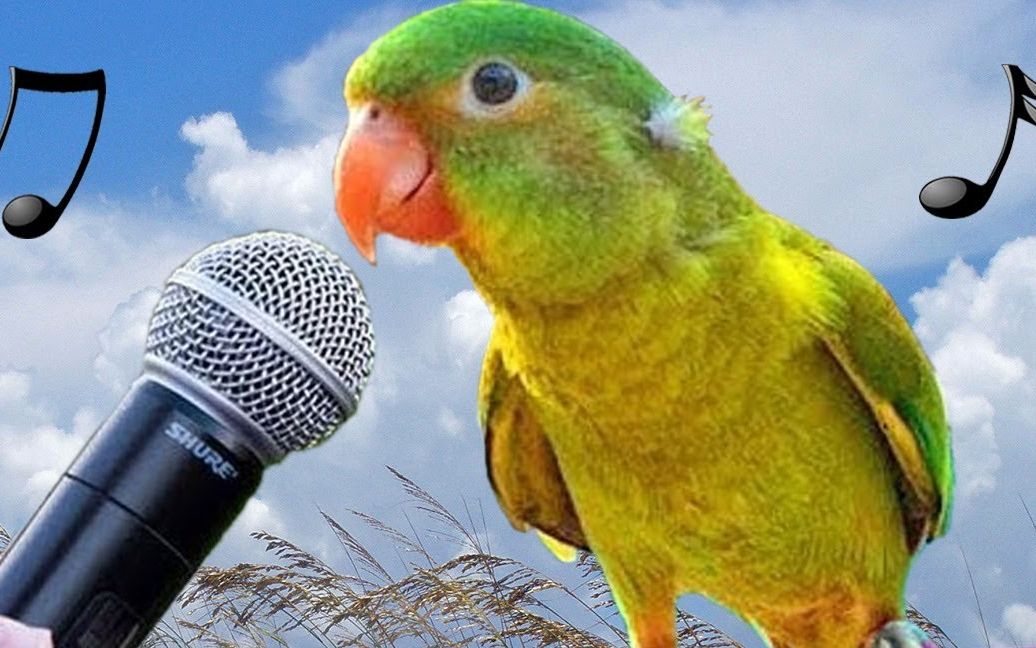 鹦鹉说话声音图片