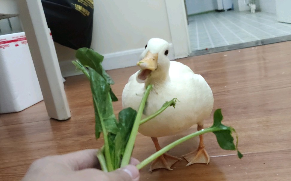 柯尔鸭吃了菠菜可以变成大力水手么