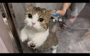 Download Video: 有的小猫咪居然自愿想洗澡