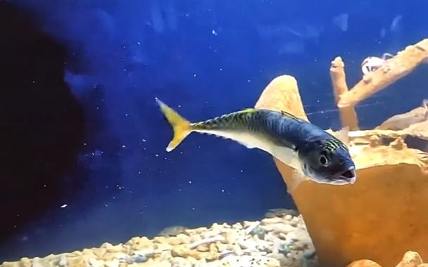 花鲅鱼太能吃了,谁知道哪里还能整到活的,我多养一些.