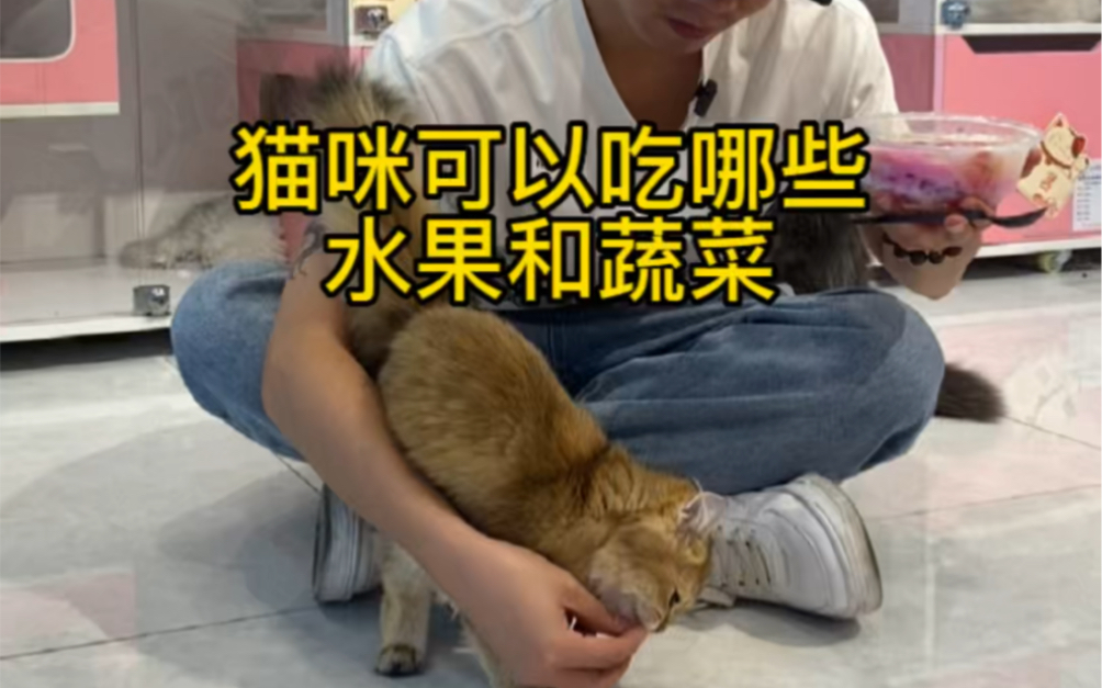 猫猫可以吃哪些水果和蔬菜?您家猫猫吃过吗~哔哩哔哩bilibili