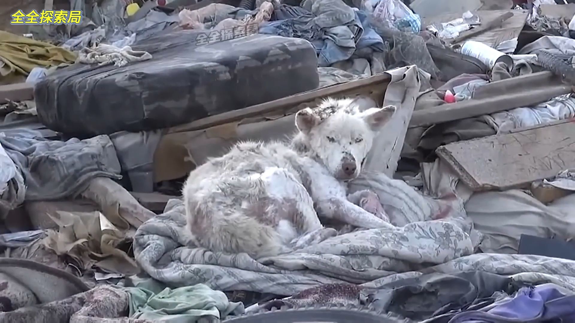 记录那些向人们求助的"可怜动物"