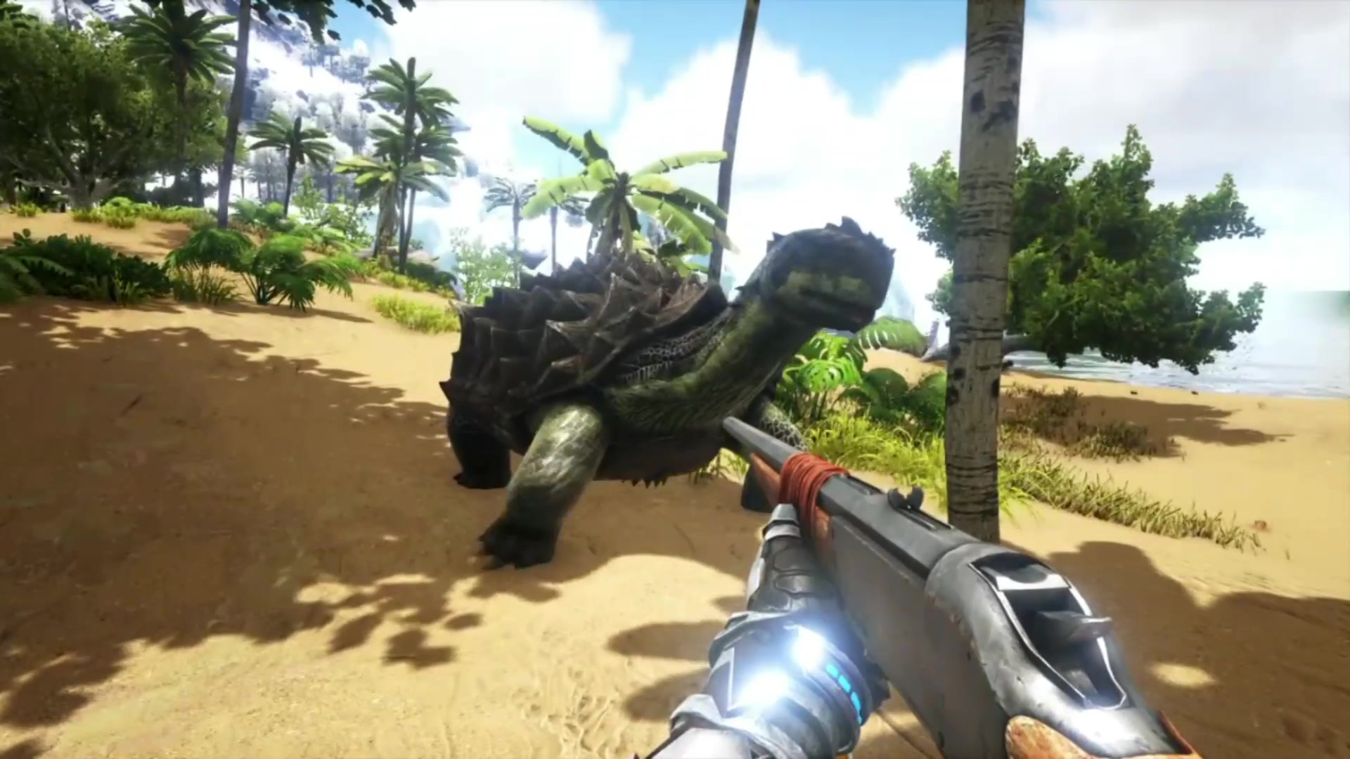 活动作品淡水碳龟