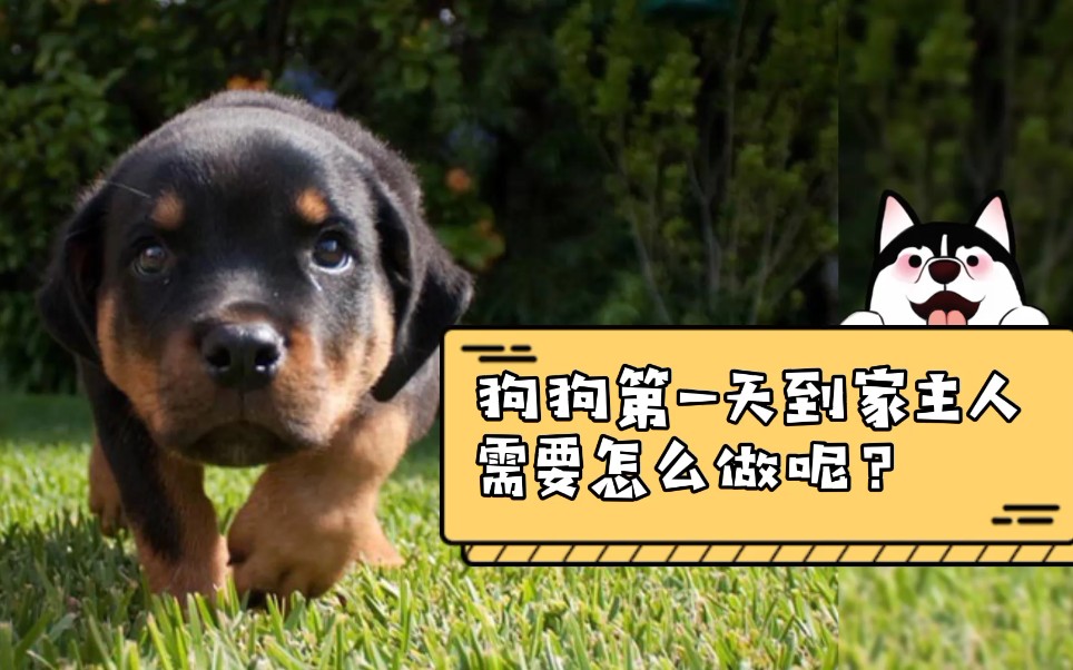 狗狗第一天到新家需要注意什么?