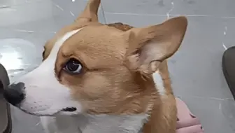 小狗狗馋嘴要吃的