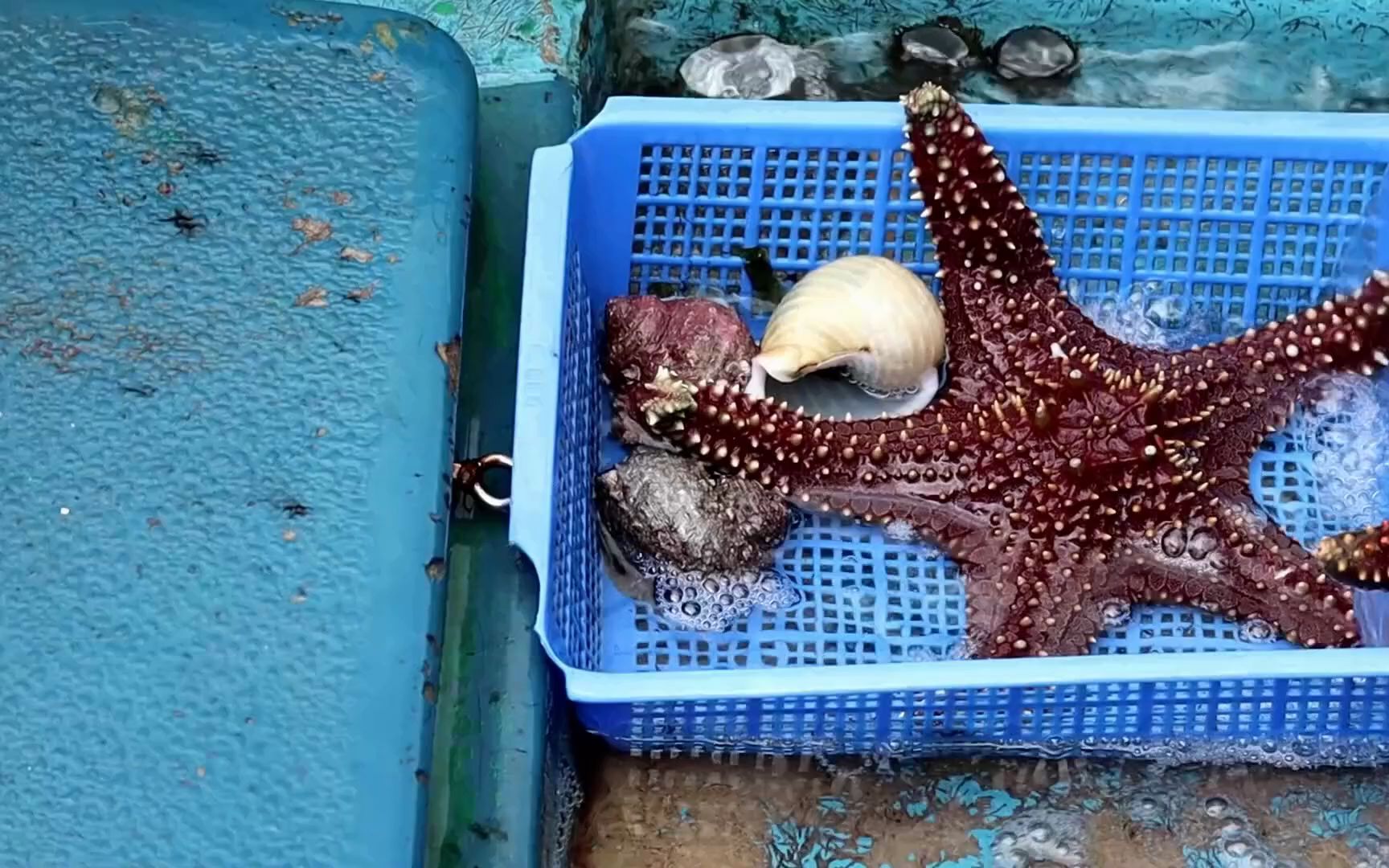 西贡生劏海星老虎油锥牛鳅鱼东星斑香港海鲜烧腊卤味