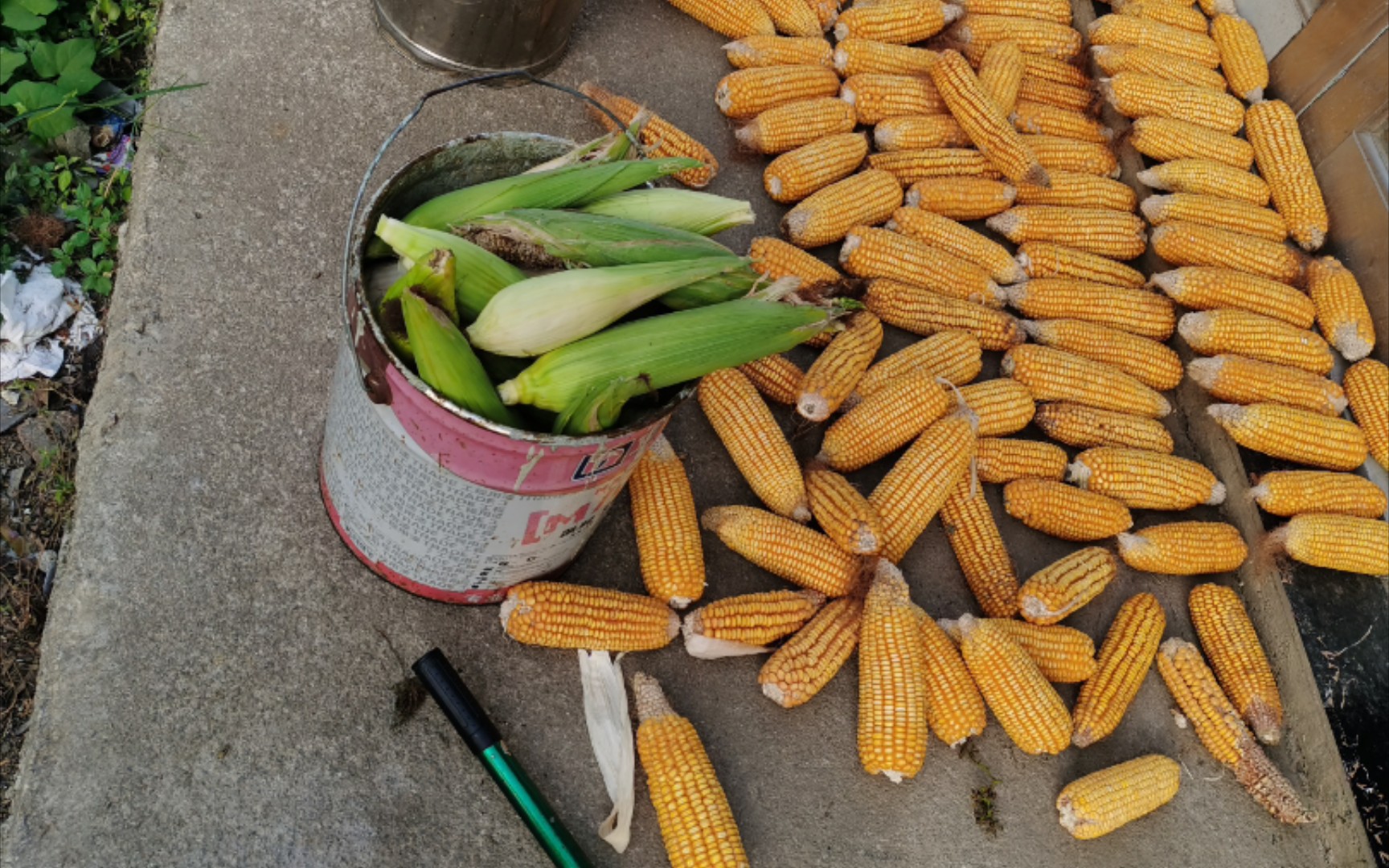 搬玉米·二——四体不勤大学生暑假生活(4)