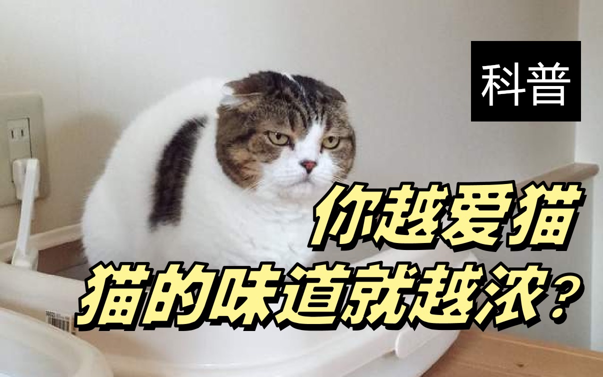 你越爱猫,猫身上的味道就越浓?哔哩哔哩bilibili