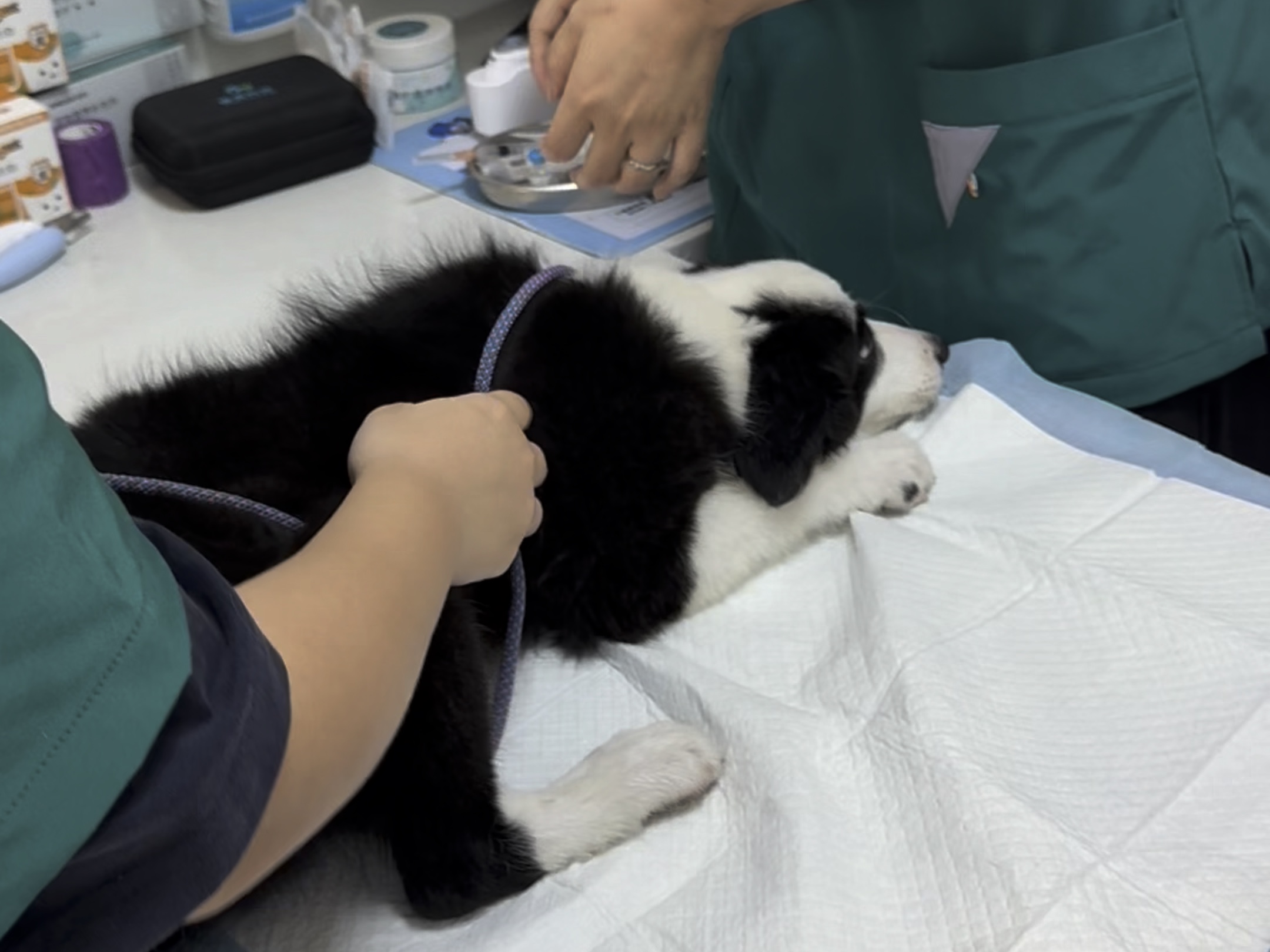 小狗狗第一次打针