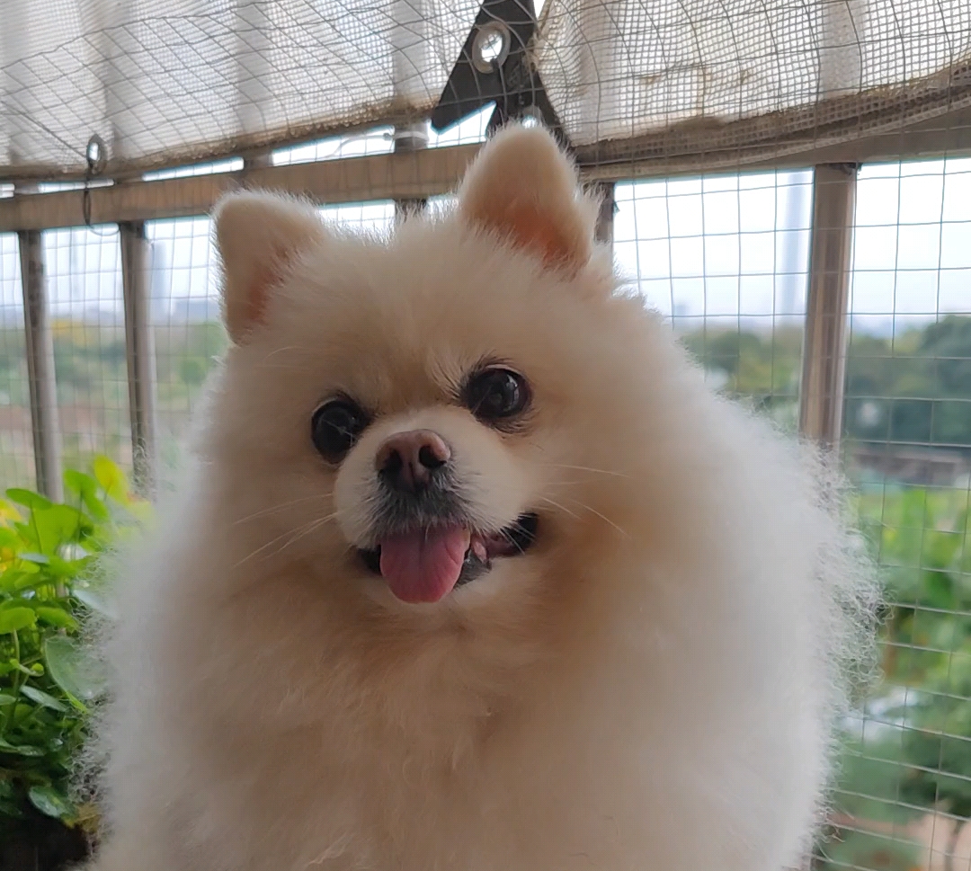 【博美棉棉】让我看看是谁在歪头杀