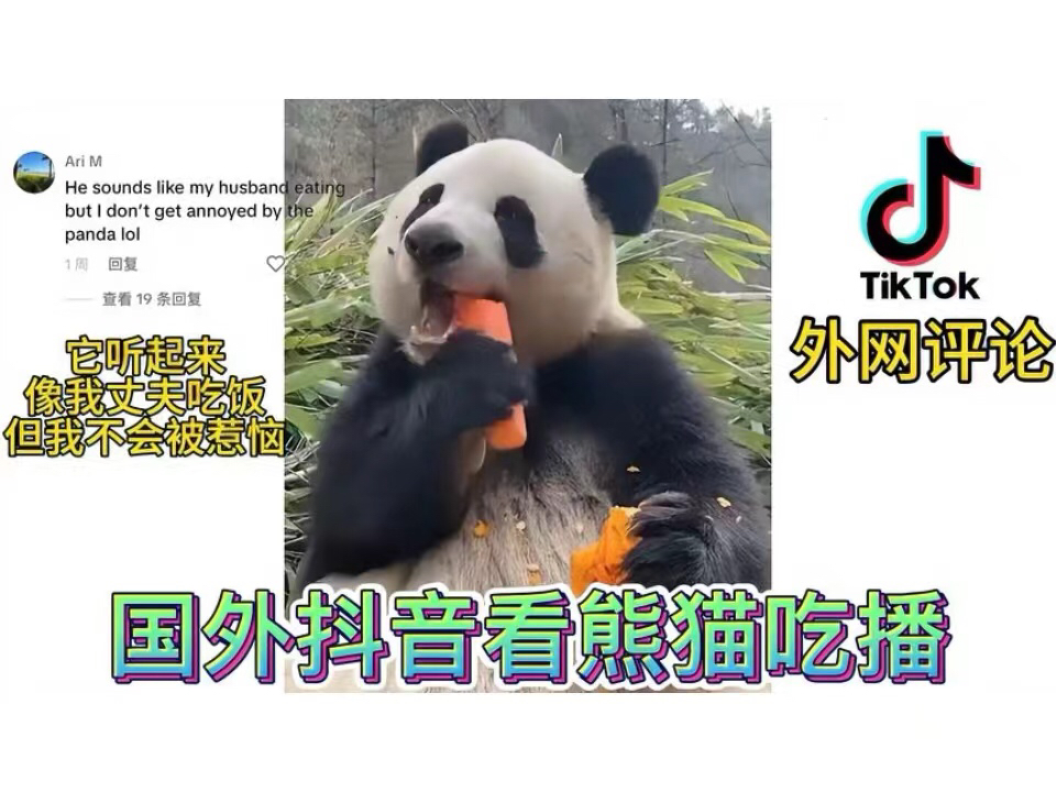 国外抖音TikTok看熊猫吃播哔哩哔哩bilibili