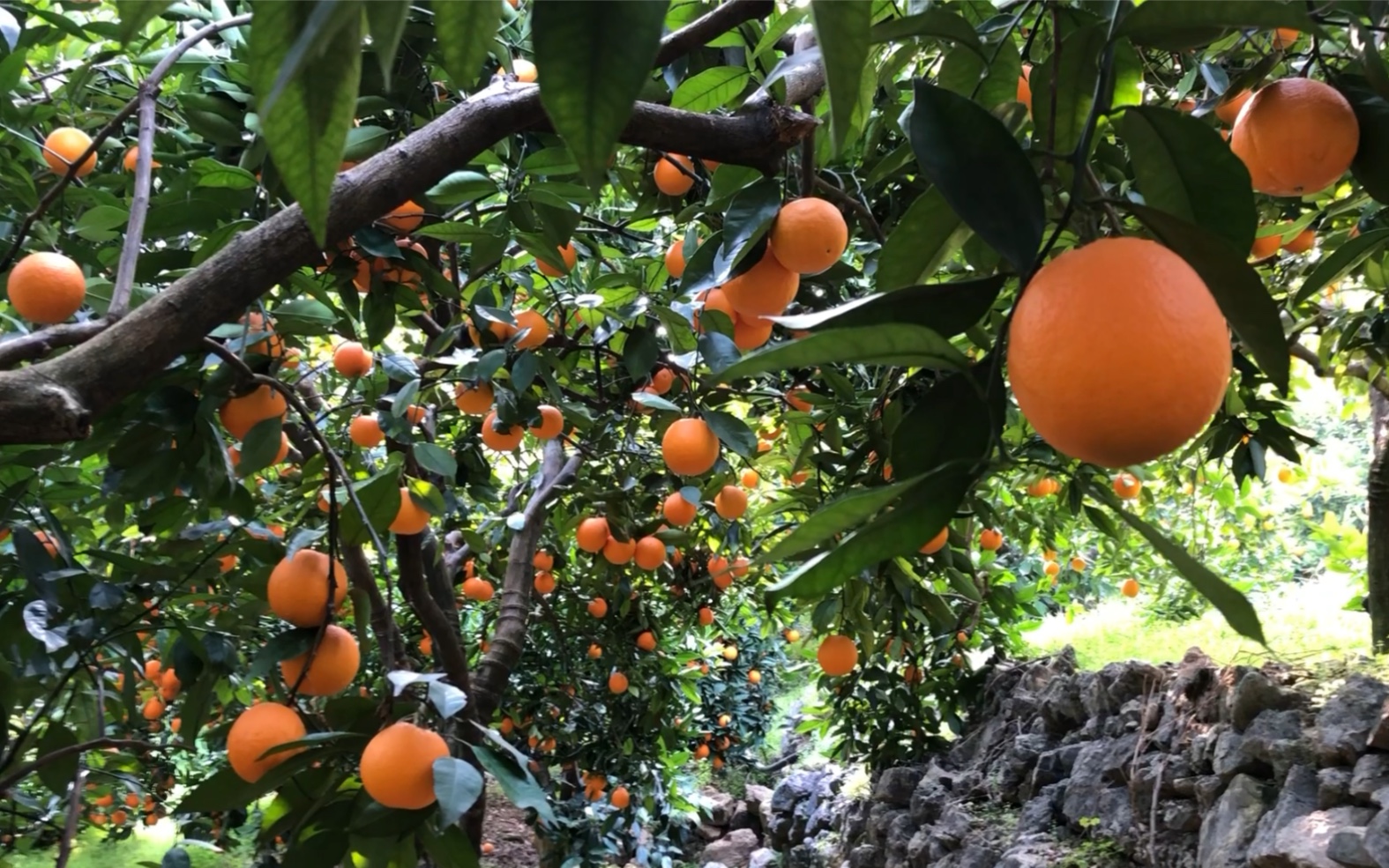 重庆水果.奉节脐橙.草堂果园