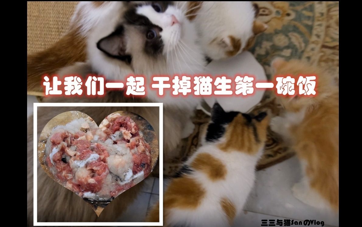 【自制猫饭】猫生的第一口饭,伽罗说他只想把这个“屎”埋起来.哔哩哔哩bilibili