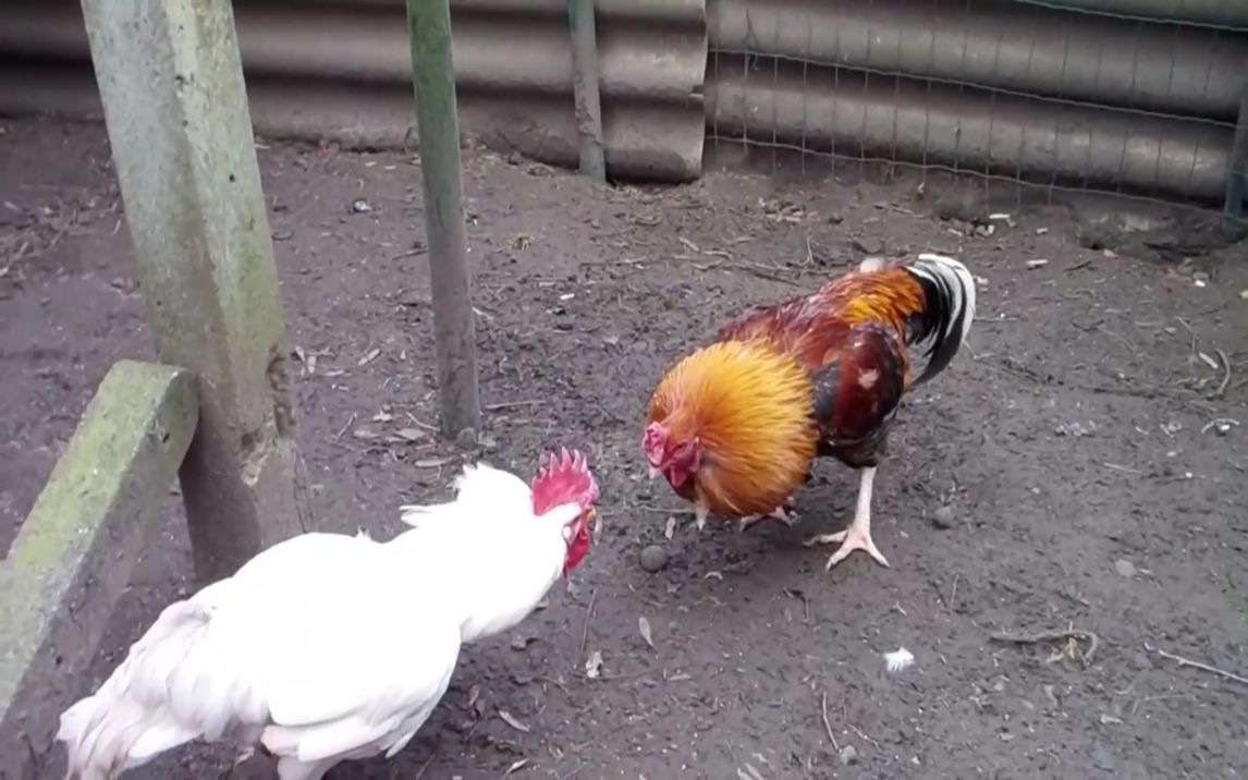 大公鸡为夺爱 大打出手 旁边的母鸡看热闹