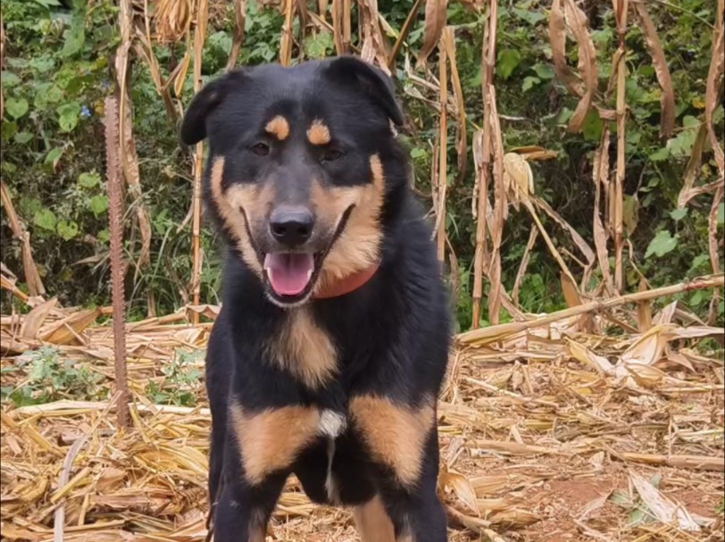 原始的四眼太行犬,威猛且灵活哔哩哔哩bilibili