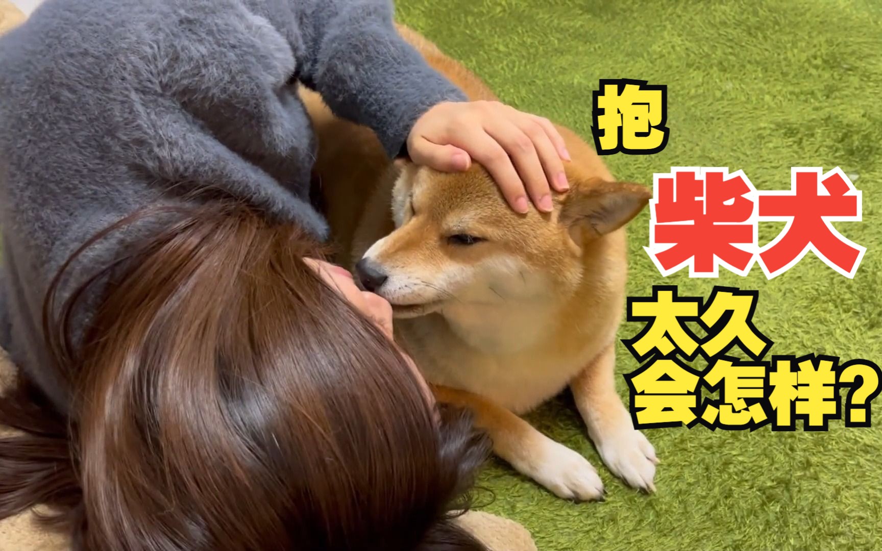 抱柴犬太久会怎样?